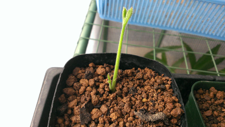 正常に発芽し、根元から脇芽も生やす個体