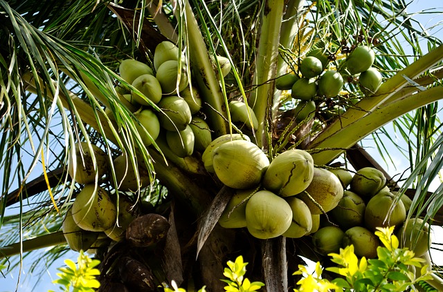 ココナッツの葉と果実