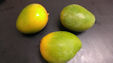 キーツマンゴーの果実