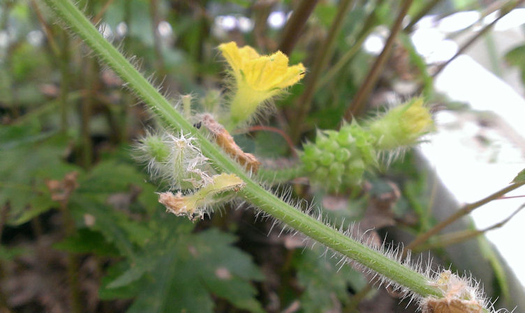 キワノの花と子房