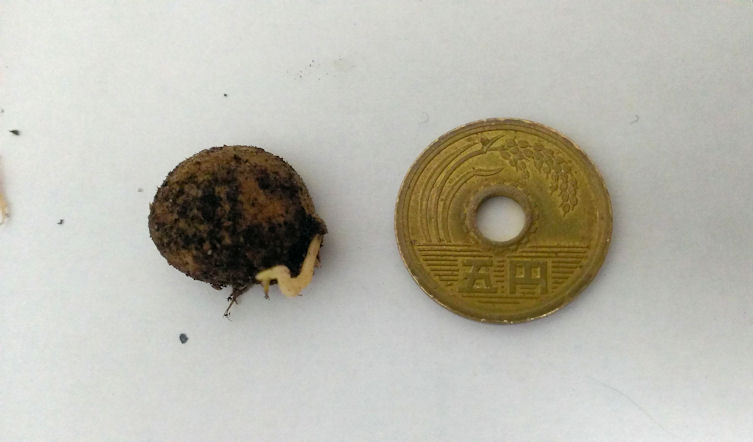 種:5円との大きさ比較