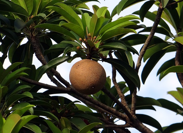 タマリンドの葉と果実