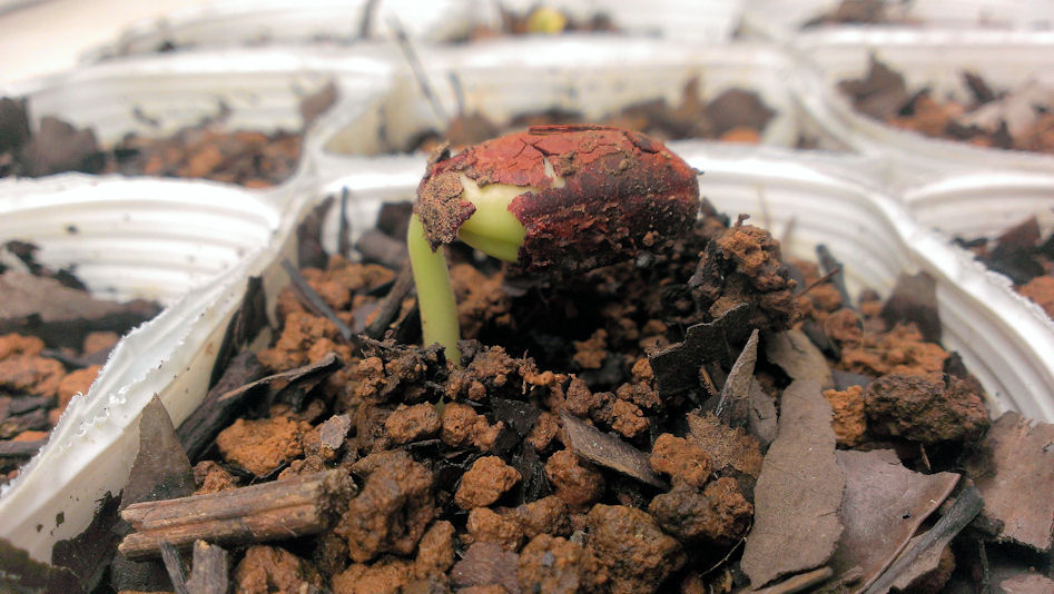 タマリンドの発芽１